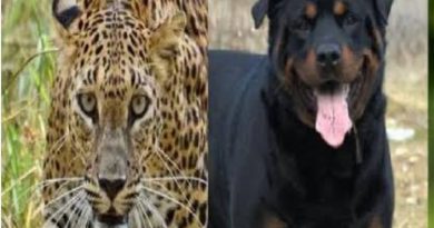 मोरवाडीतील गाडगे बंगल्याजवळ बिबट्याची दहशत